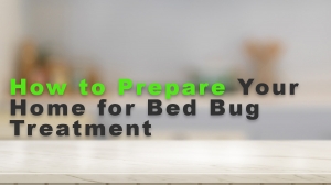 How to Prepare Your Home for Bed Bug Treatment