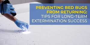 Preventing Bed Bugs from Returning: Tips for Long-Term Extermination Success